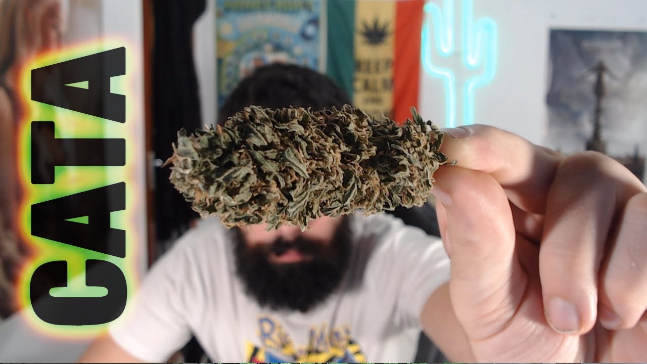PROBANDO Ganjah de *EXTERIOR* Pink Plant