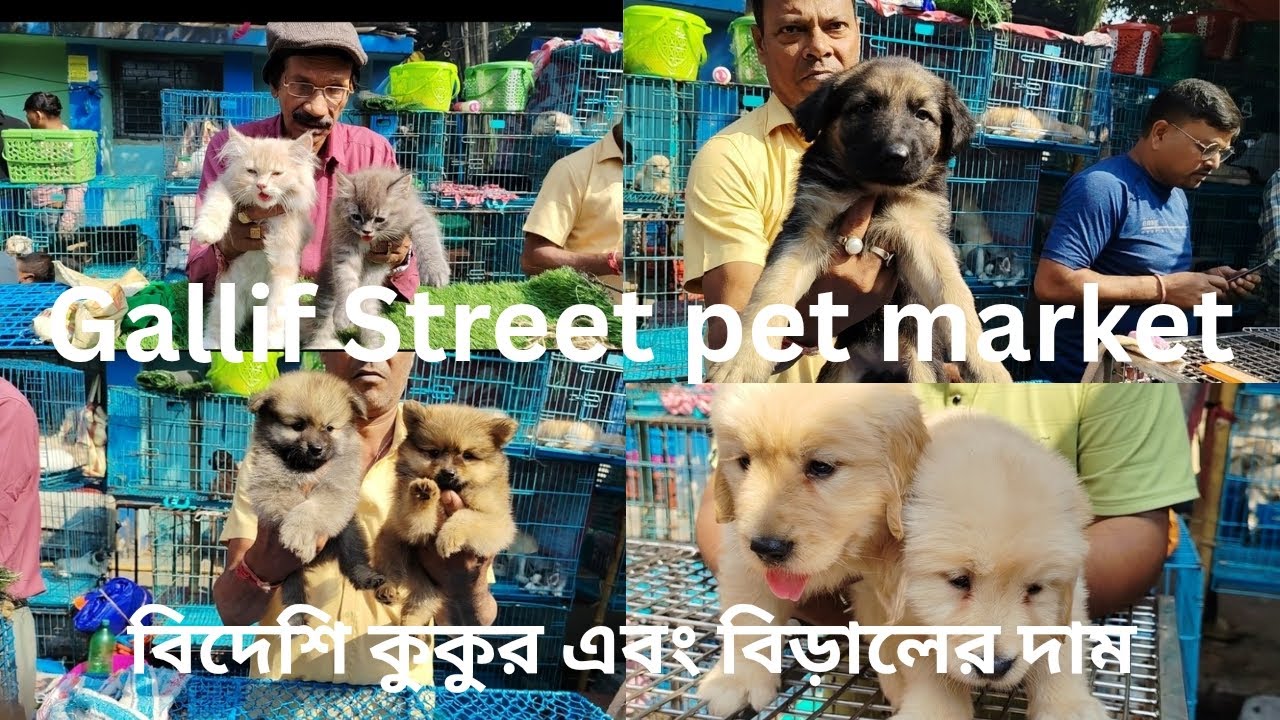 Gallif street pets market😊 Dogs🐶🐩 and Cat 🐱price#dog#cat#youtubevideo#youtubechannel#foryou 