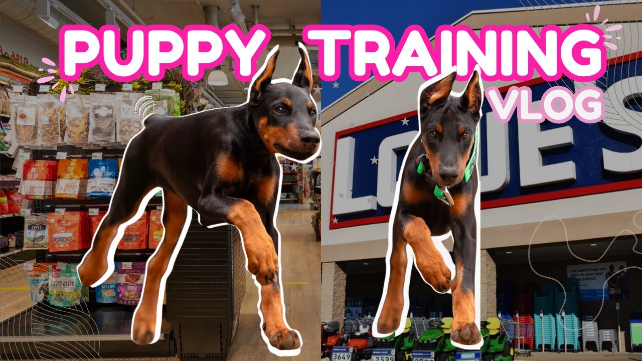 DOBERMAN PUPPY TRAINING