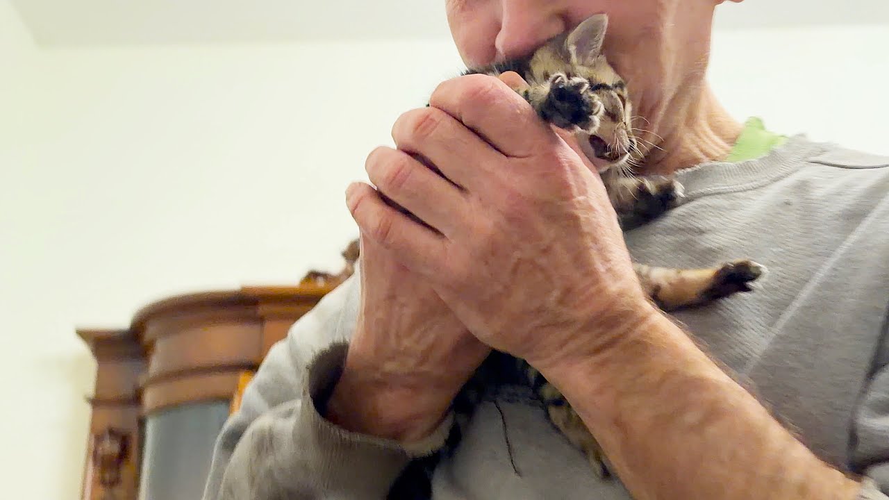 The kitten had a lot of parents. У котенка  появилось очень много родителей.