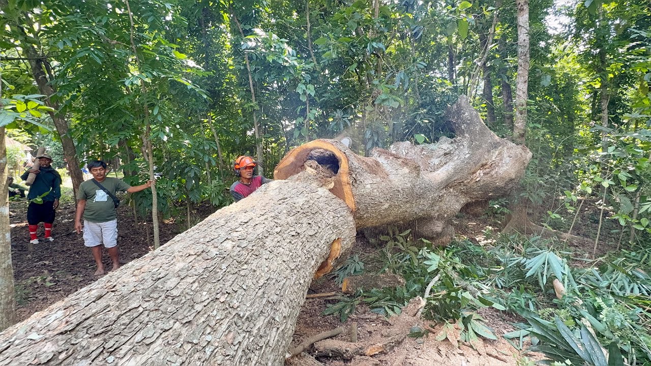 The Felling of 3 Old Trembesi Trees!