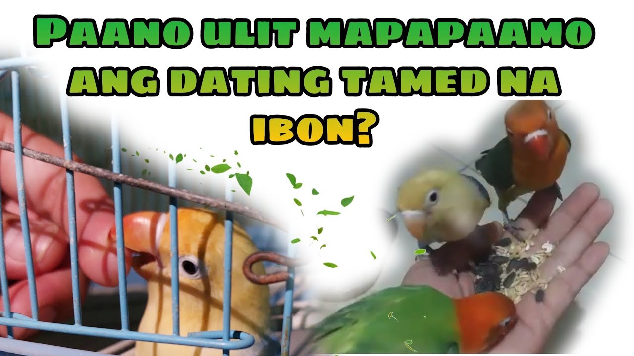 Paano paamuhin ang alagang ibon #africanlovebirds #handfeeding