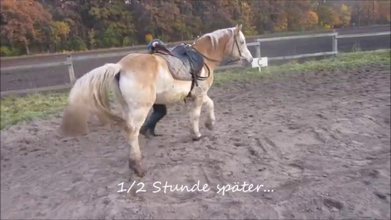 10 Arten wie man NICHT versuchen sollte aufs Pferd zu steigen