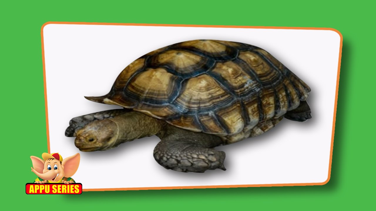 Flash cards for children - Reptiles