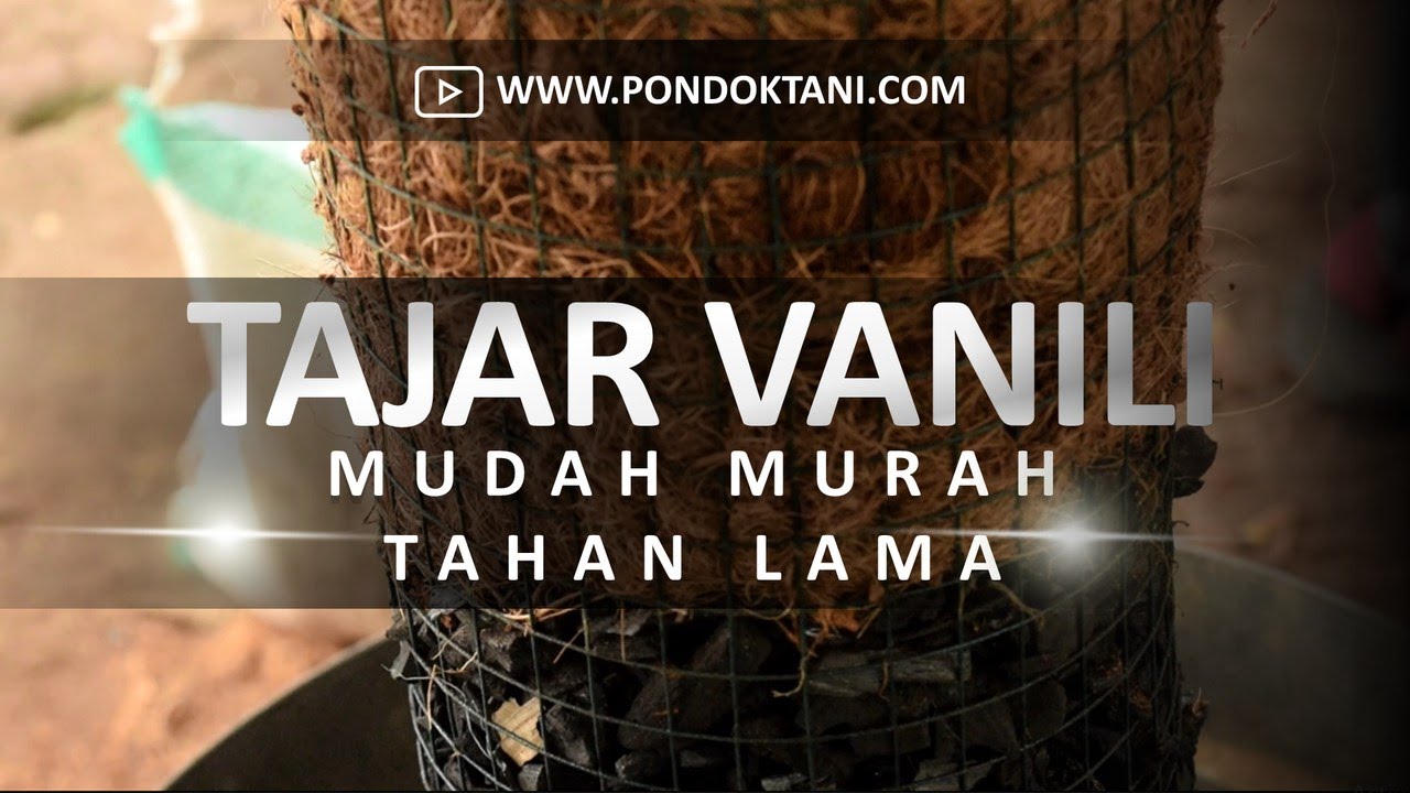 CARA MEMBUAT TAJAR BUATAN TANAMAN SULUR VANILI