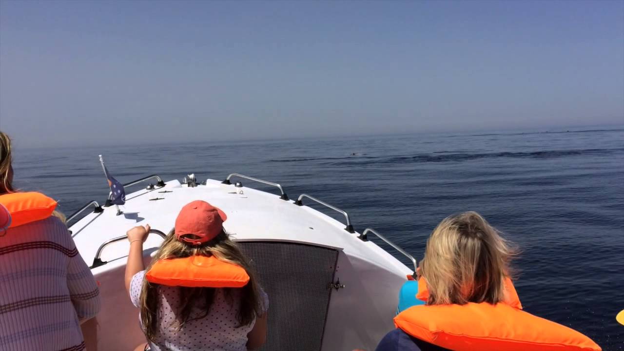 Bluefleet Boat Trips Lagos | DOLPHINS