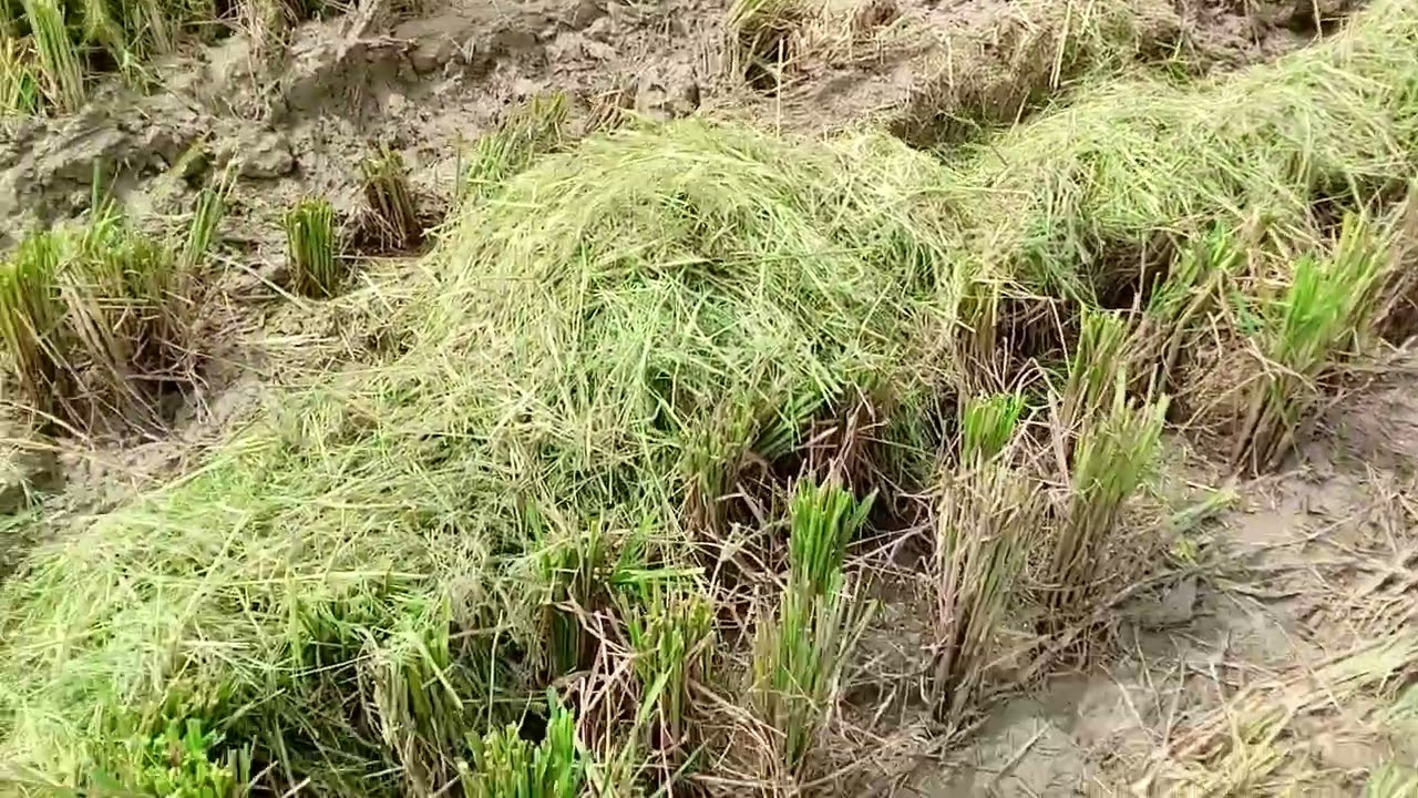 MOTONG DI DESA SEMPU KAB.LAMONGAN