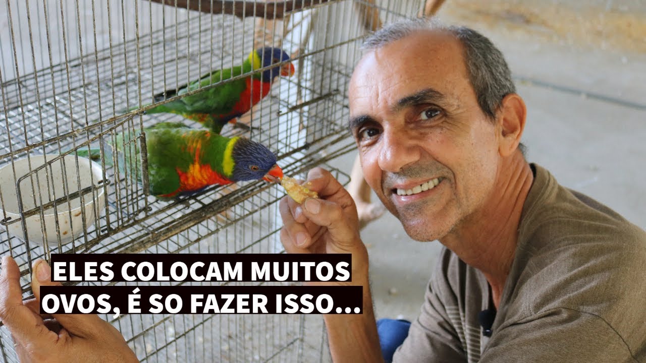 COMO REPRODUZIR O LÓRIS #DICA07