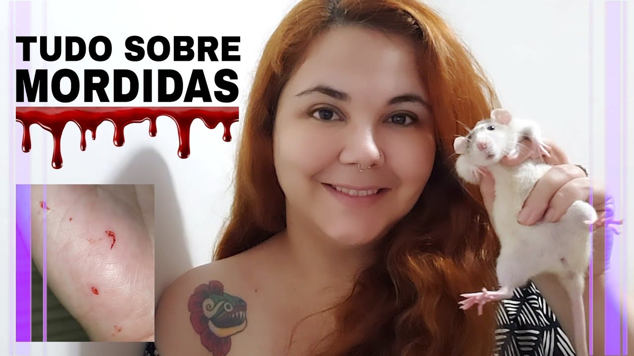 Tudo o que você precisa saber sobre mordidas de ROEDORES COMO RATO, HAMSTER, GERBIL 🐭🩸