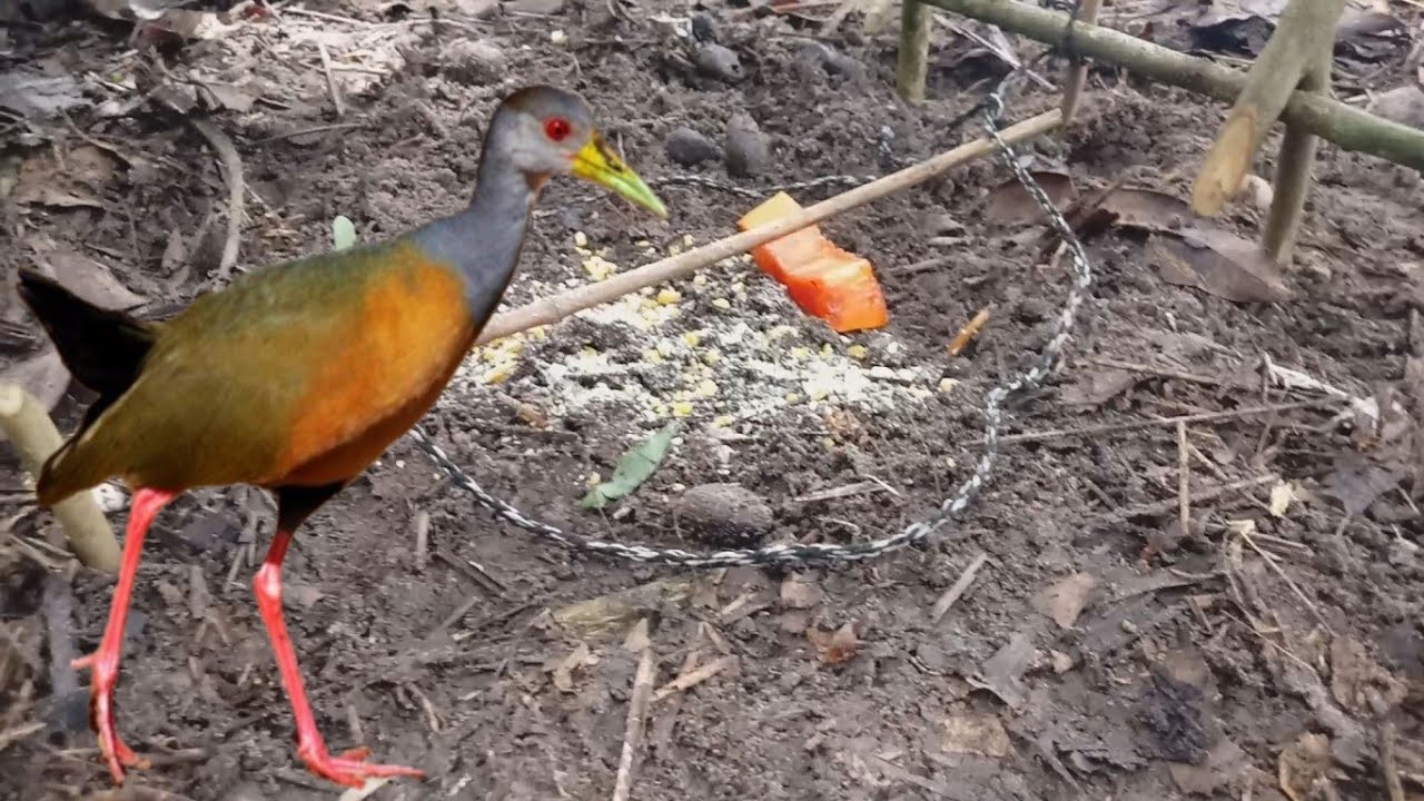 A Melhor armadilha para pegar Sericoia Saracura