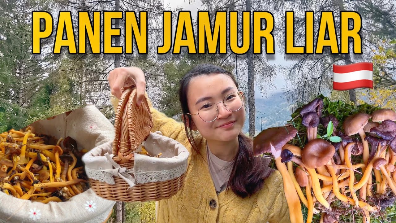 PANEN JAMUR LIAR DI HUTAN DAPAT SEKERANJANG PENUH #70