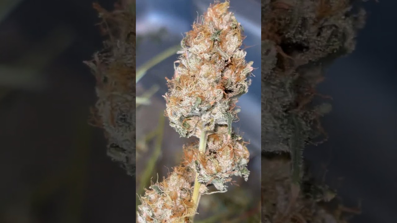 #Harvest Process of #Querkle after #oldschool hang dry on stems &ldquo;technique&rdquo; before cure