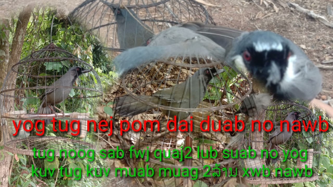 noog sab fwj quaj zoo cuab tuaj 100% 2022