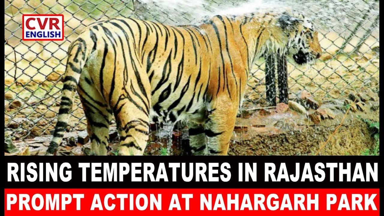 Rising Temperatures In Rajasthan Trigger Measures At Nahargarh Biological Park | CVR English