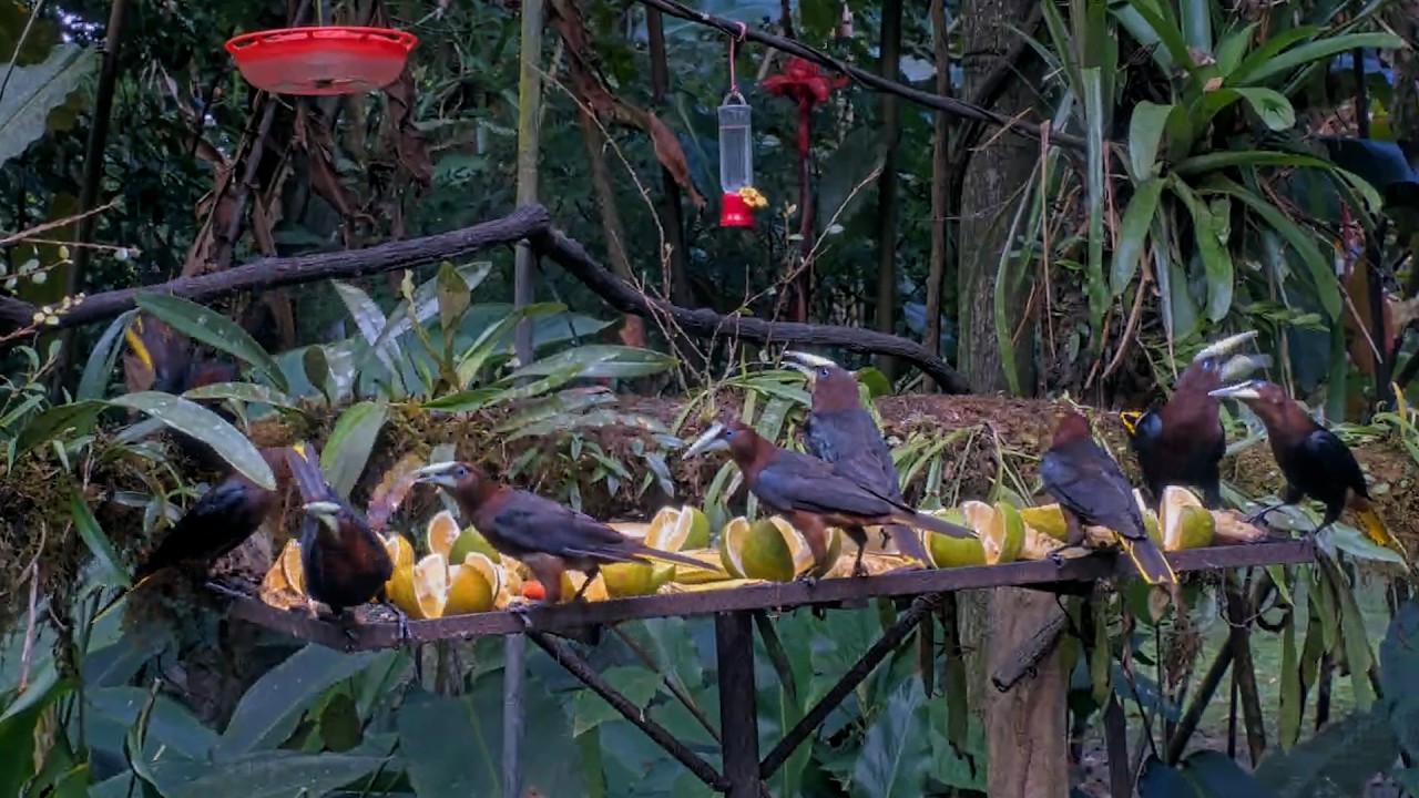 Flock Of Oropendolas Descend On Fruit Feeder In Panama | July 29, 2026