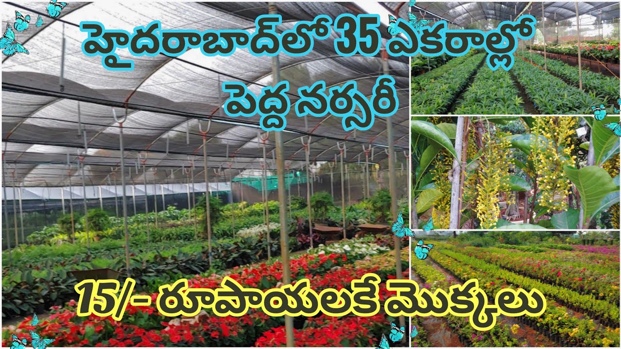 🔴 హైదరాబాద్లో అతి పెద్ద నర్సరీ టూర్ / Nursery tour with prices & plant names | ENG SUB #premasgarden