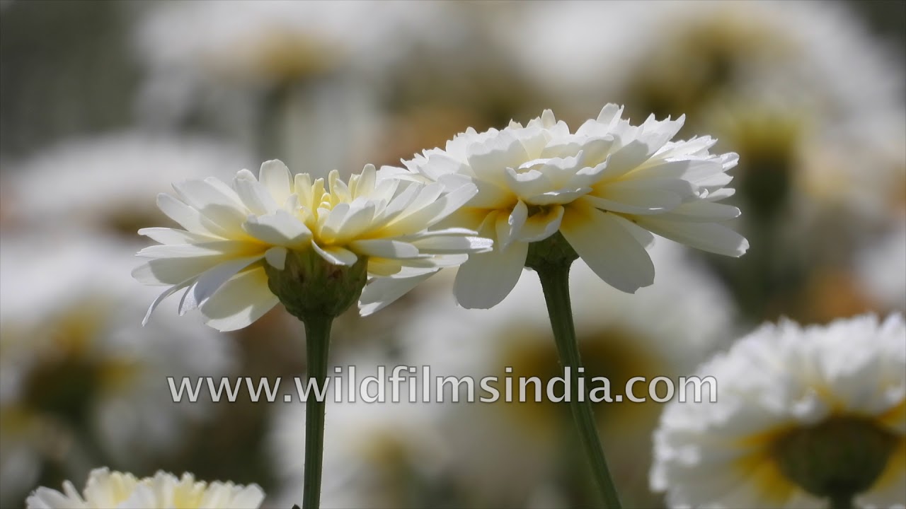 Chrysanthemum or Babula flower farm in Pushkar, Rajasthan
