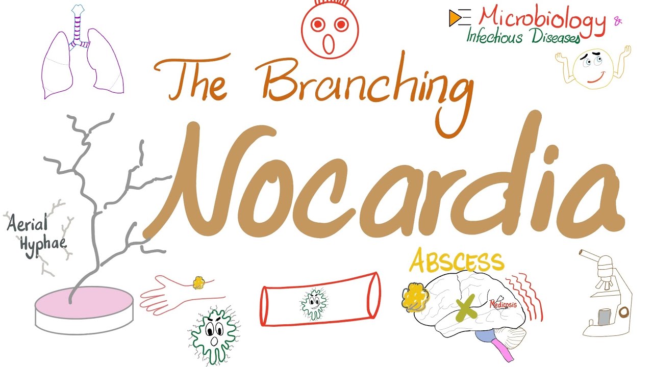 Nocardia - The branching , Aerobic, Filamentous, Weakly-Gram-Positive Bacteria-Microbiology Series 🧫