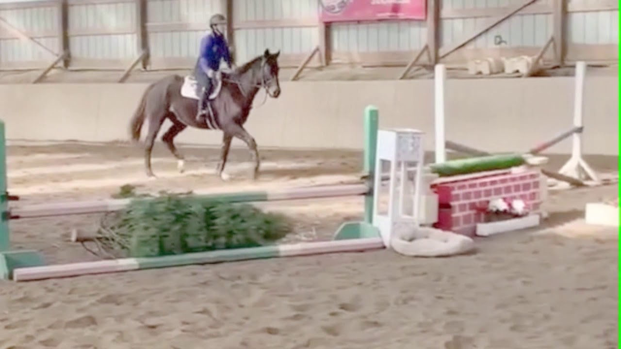 Переход чистокровной верховой лошади