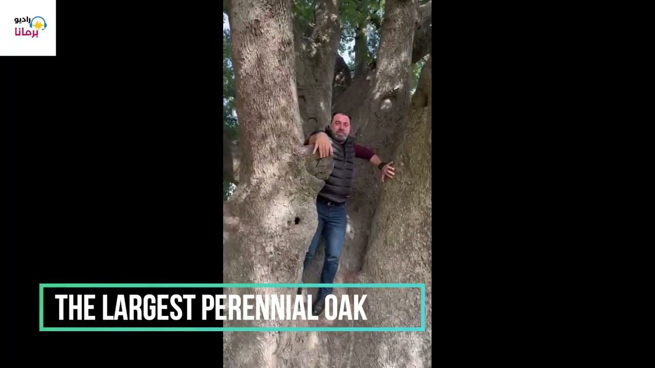 أكبر سنديانة معمّرة - The largest perennial oak