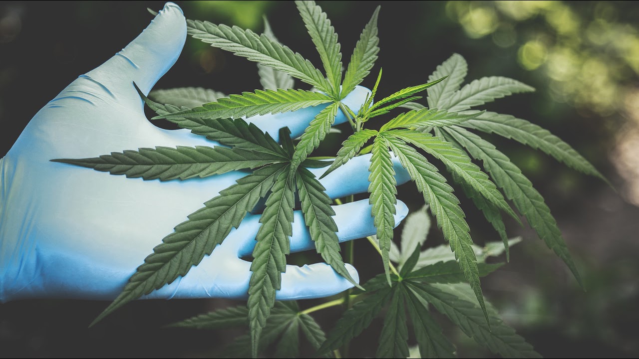 🔴 From Seed to Bud: Join our Continuous Grow Show - Legal Live Cannabis Cultivation around the Cl&hellip;