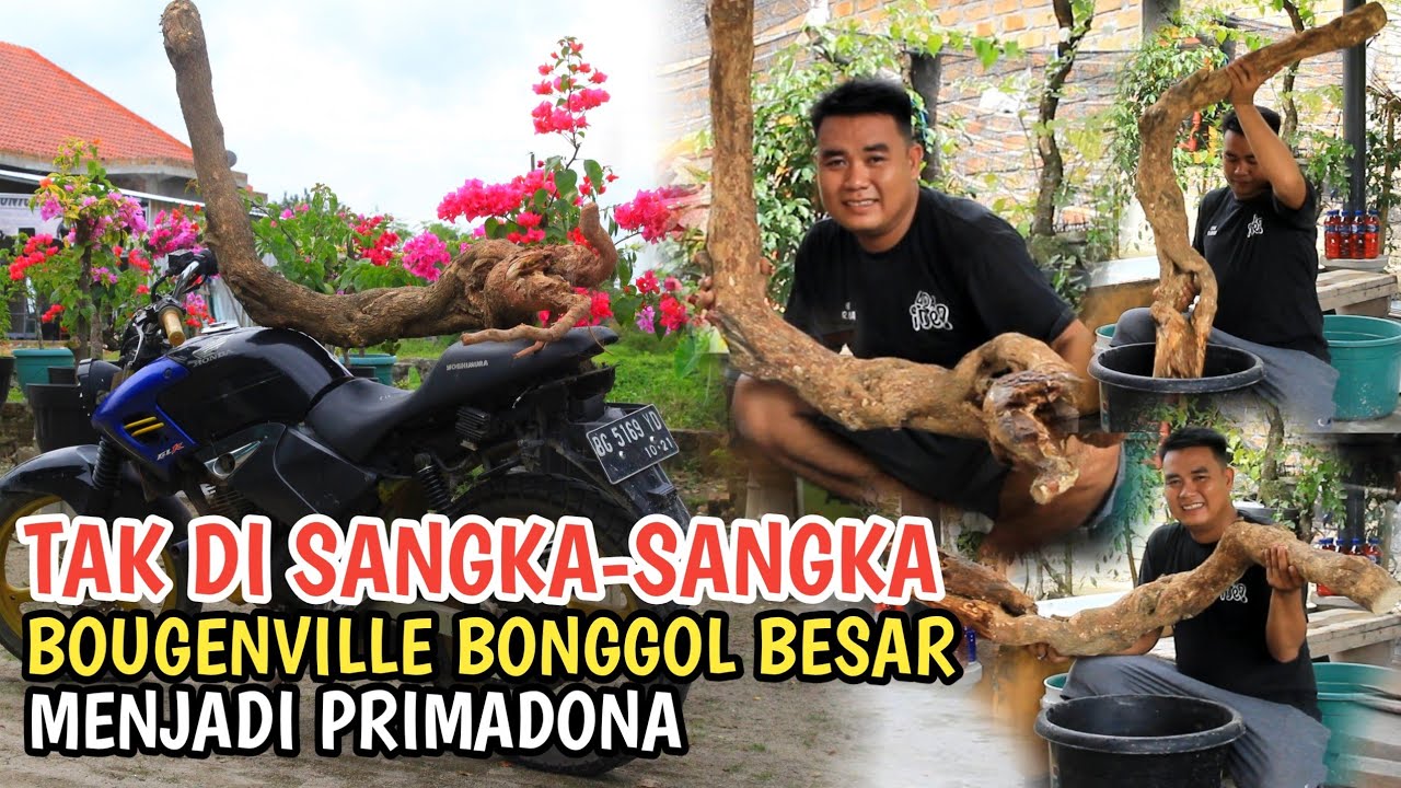 MENANAM BOUGENVILLE BONGGOL BESAR