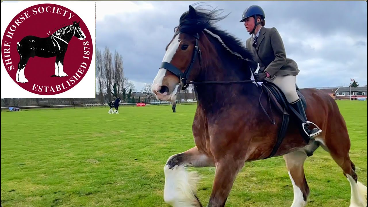 NOVICE RIDDEN CLASS! National Shire Horse Show in ENGLAND (Episode 2) Apollo The Shire