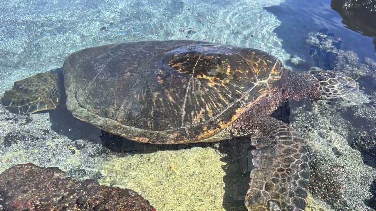 New Year's Greetings 2026- Marco Lienhard and Taikoza  Music
