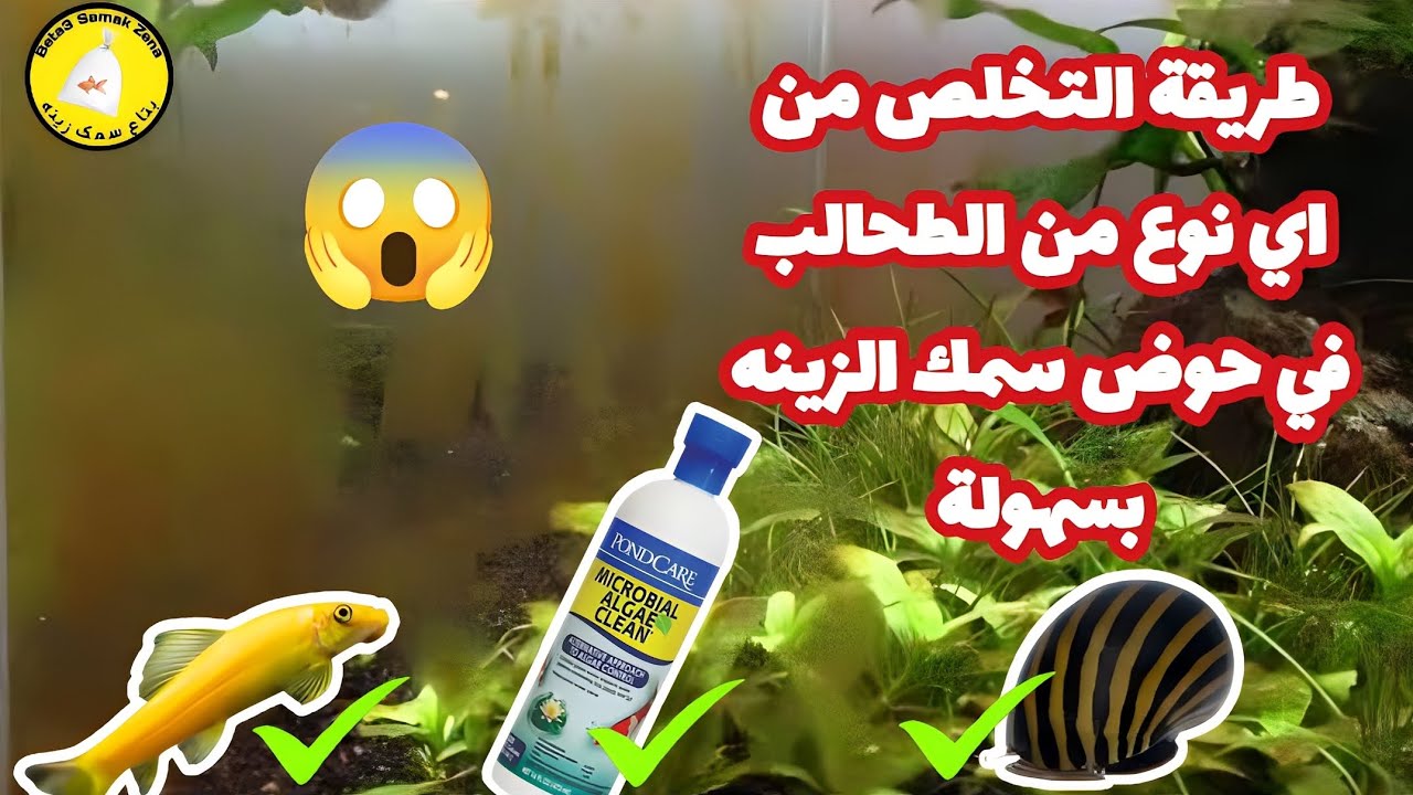 طريقة التخلص من اي نوع من الطحالب في حوض سمك الزينه بسهولة