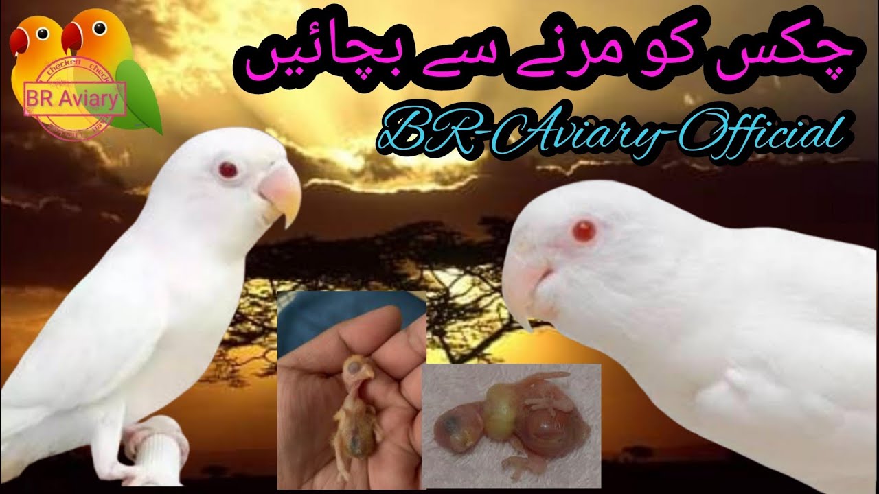 How to Survive Red Eyes Chicks l Why fatality is more in Red Eyes Lovebirds Chicks