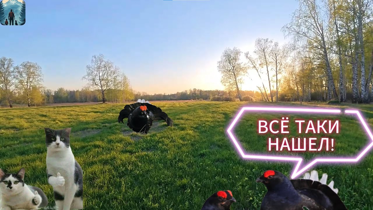 Охота на тетерева 2025 (с фоторужьем))