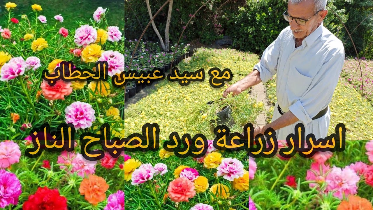 اسرار زراعة ورد الصباح الناز العراق 🇮🇶 بابل النبات الاجمل في الصيف حيث يعشق الشمس المباشرة