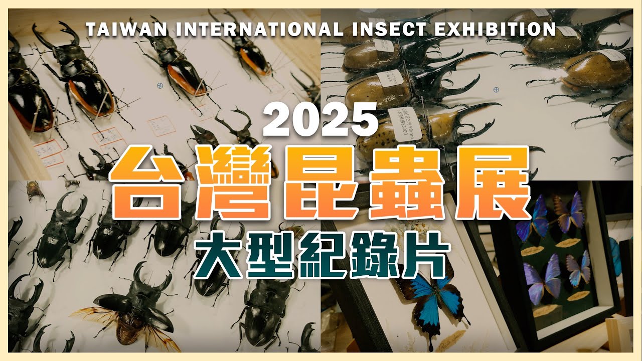 【昆蟲展】千百種異國甲蟲隨處可見！台灣昆蟲界 頂級盛會｜2025 台灣昆蟲展 甲蟲 爬蟲
