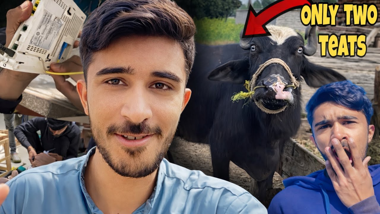 New Wi-Fi Setup kr Dian 😍 A Buffalo with Two Teats