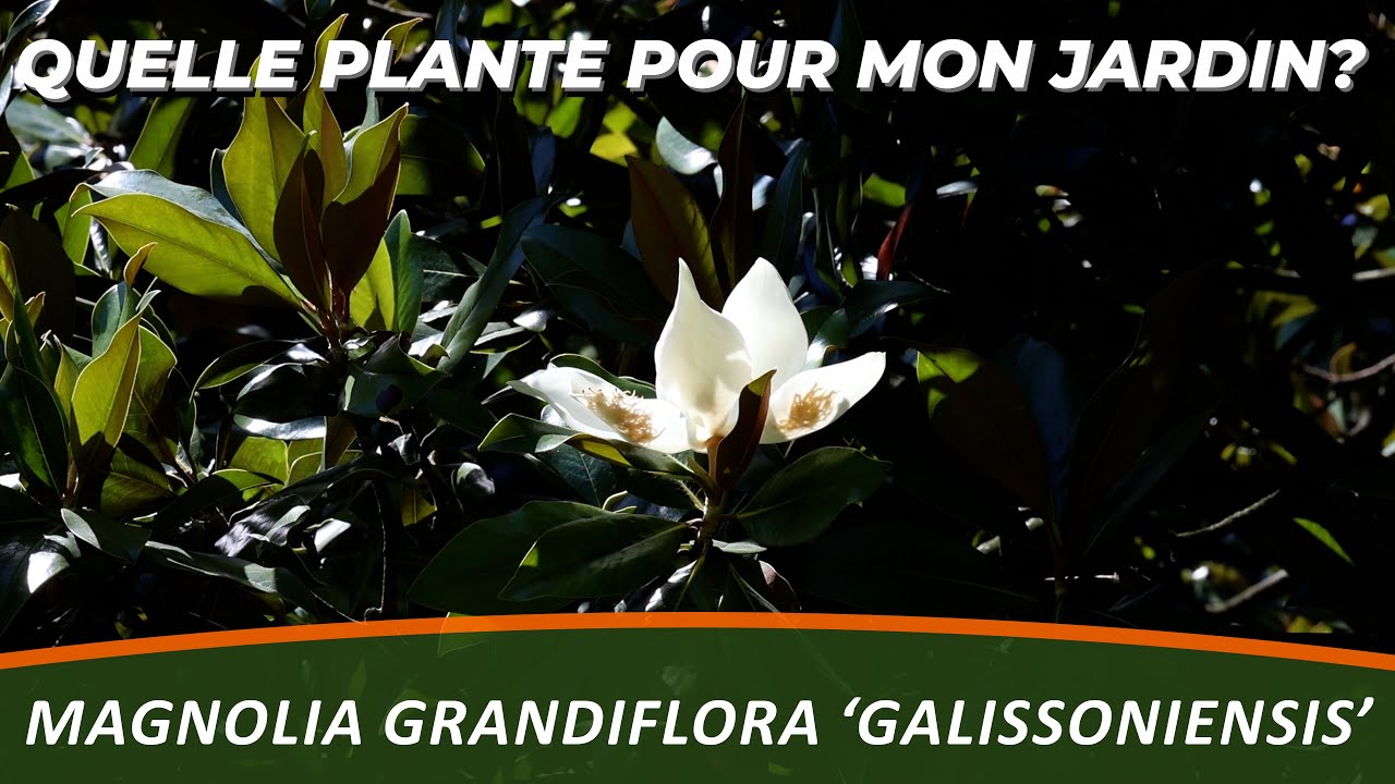 L'arbre qui reste VERT tout l'hiver (Adieu jardin triste !) Magnolia GRANDIFLORA