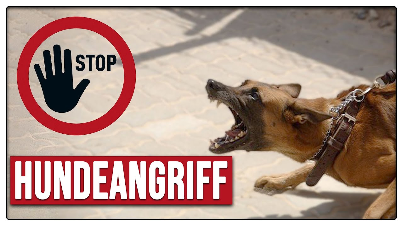 Fremder Hund attackiert / belästigt euch? Dann verhalte dich so! Tipps bei Hundeangriff - TGH 430