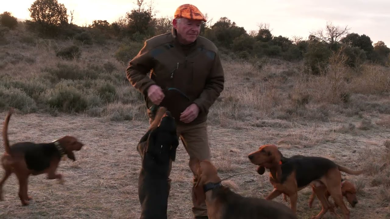 Chasse au lièvre dans l’Hérault avec A. Lopez/P. Sussi