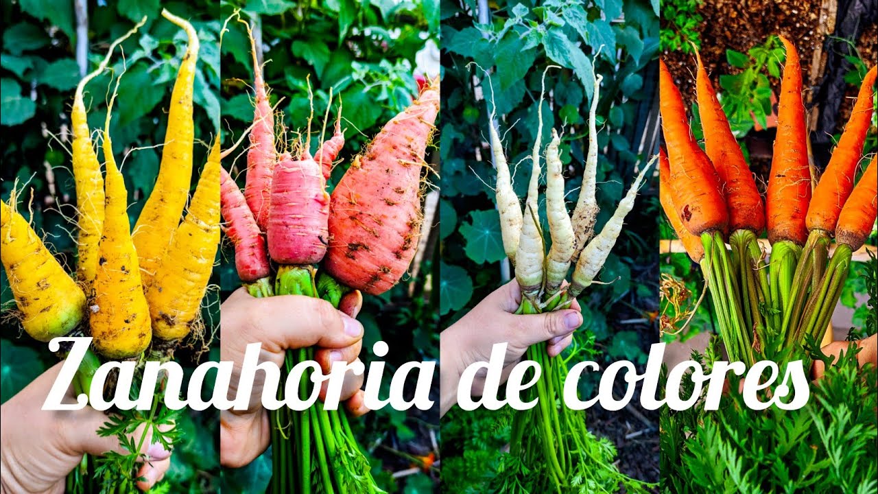 CULTIVO de ZANAHORIA de COLORES 🥕🌈 [siembra, cuidados y cosecha]