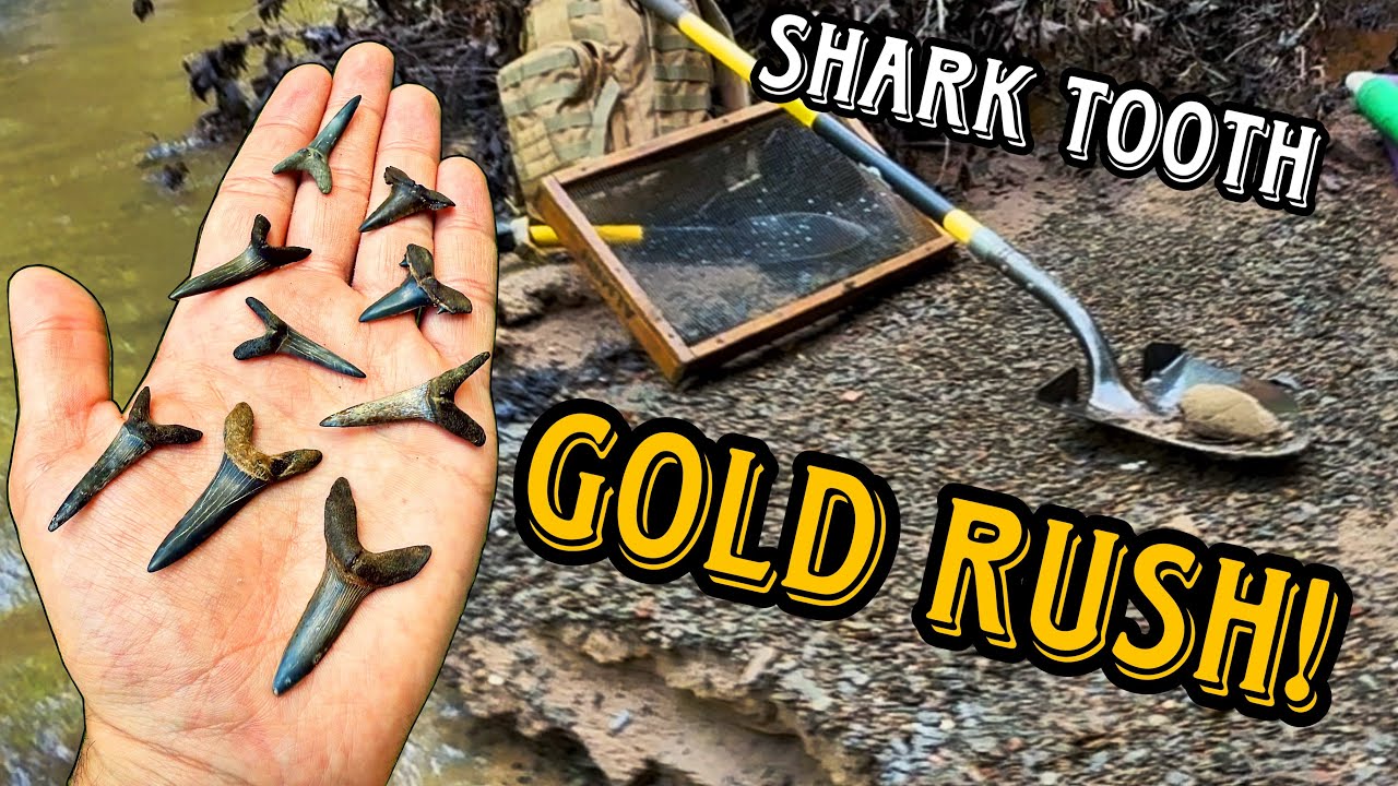 500+ FOSSIL sharks teeth in ONE spot???[Alabama Fossil Hunting]