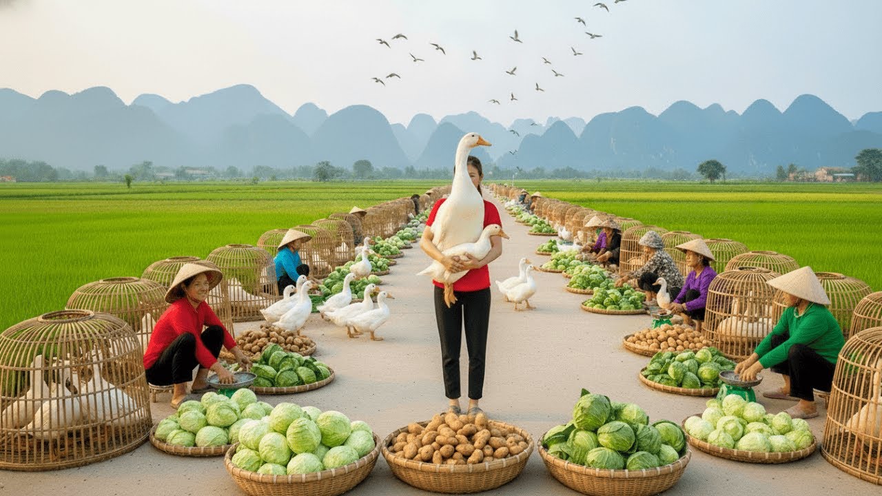 TIMELAPSE --100 Days Harvesting A Lot Of Ducks, Chicken Eggs, Fish To Market Sell Peaceful  Life