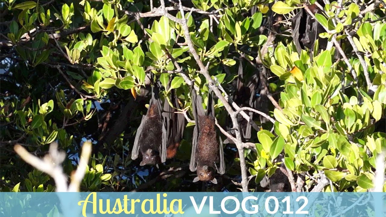 FLYING FOXES AND ROCK WALLABIES AT CAPE RANGE NATIONAL PARK | AustraliaVLOG - Episode 012