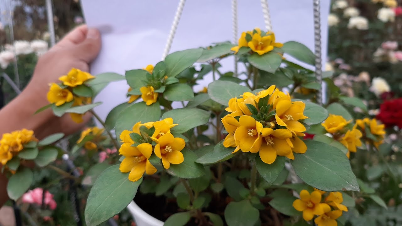 Cuidados de la Lysimachia congestiflora / Botón de Oro / Lisimaquia / Monedita de flor amarilla