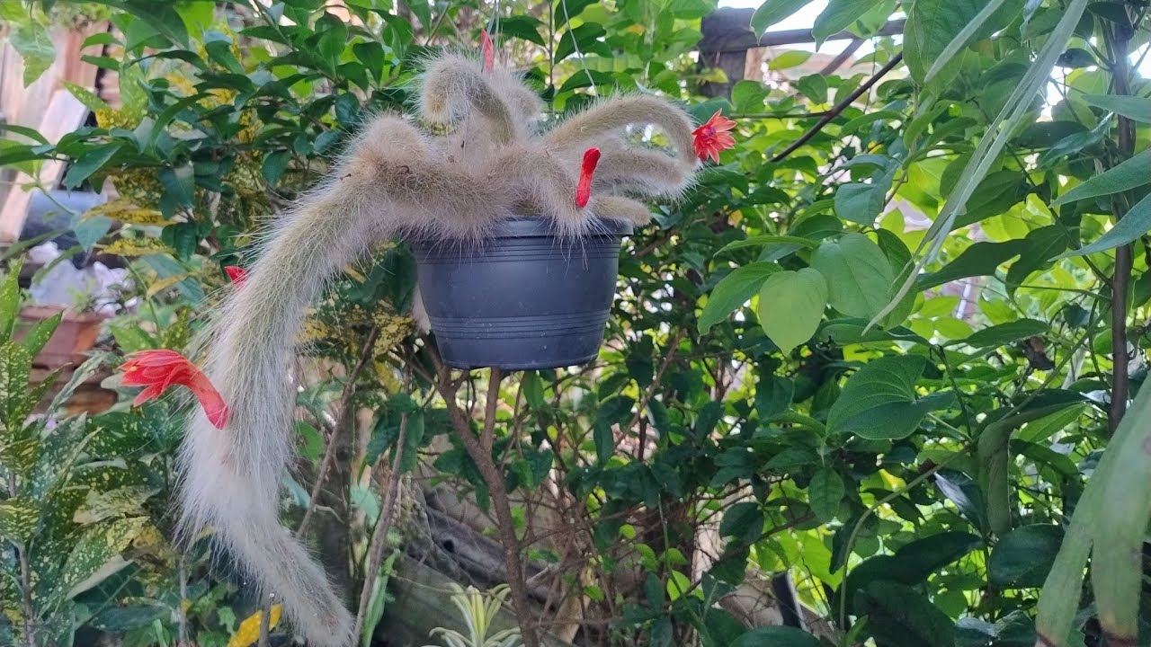 Showing off my monkey tail cactus collection.