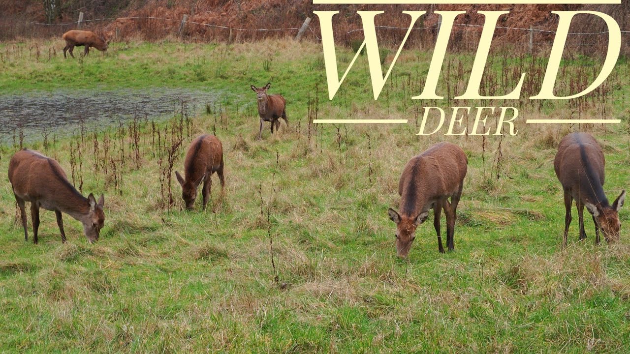 Wild Deer Photography & Video Clips by Chasewater Reservoir
