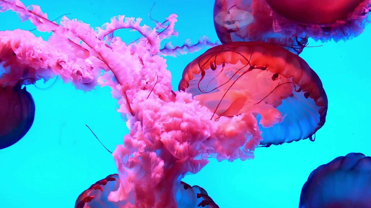 Jellyfish relax