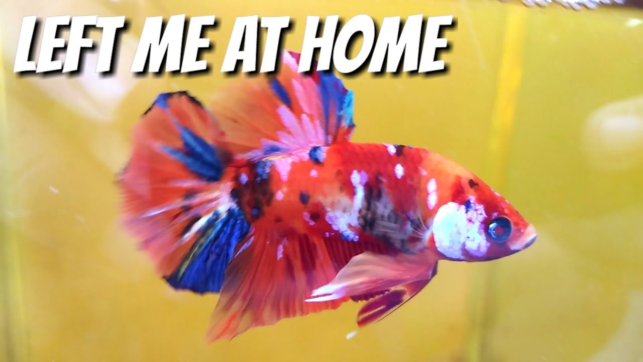 5 TIPS LEAVING BETTA AT HOME FOR ONE MONTH - BETTA CARE