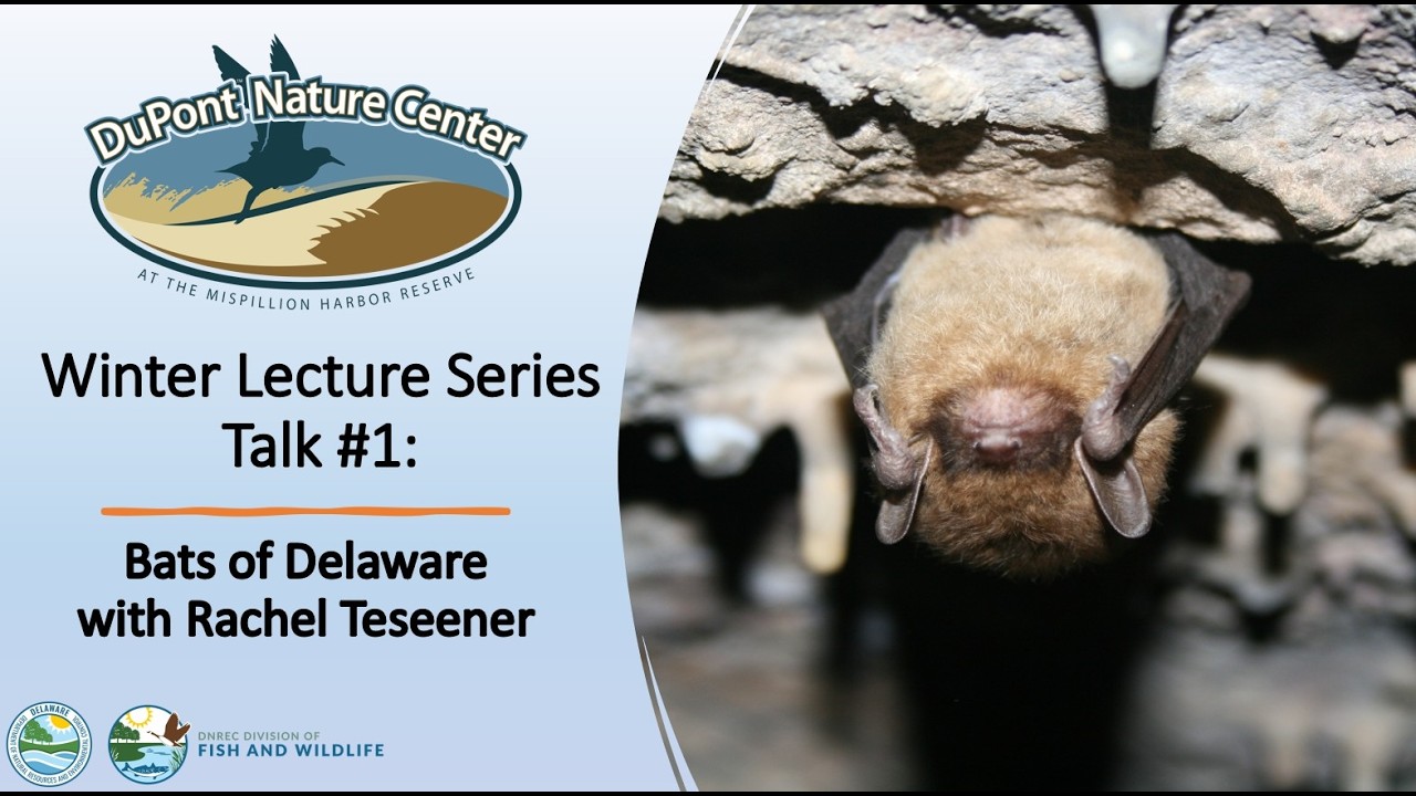 Let’s Have a Bat Chat Bats in Delaware