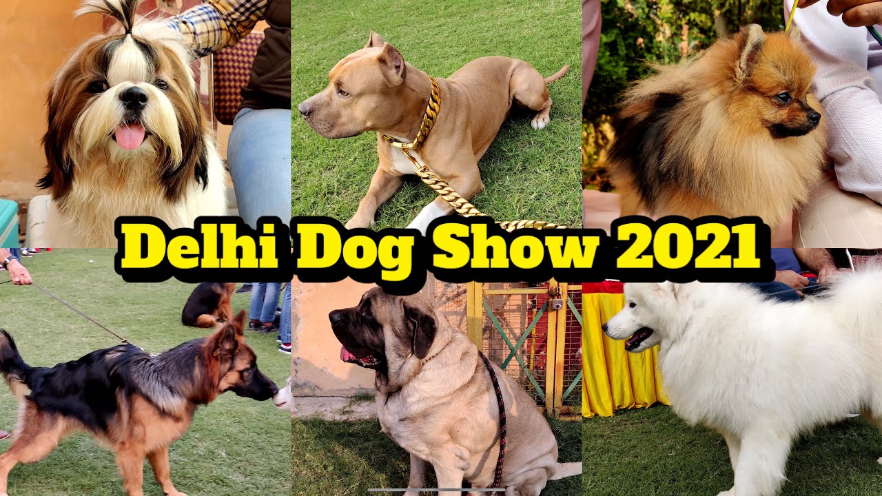 Dog Show Delhi 2021 | Cheapest Dog Market | Kennel Club Of India | Market Outside Dog Show