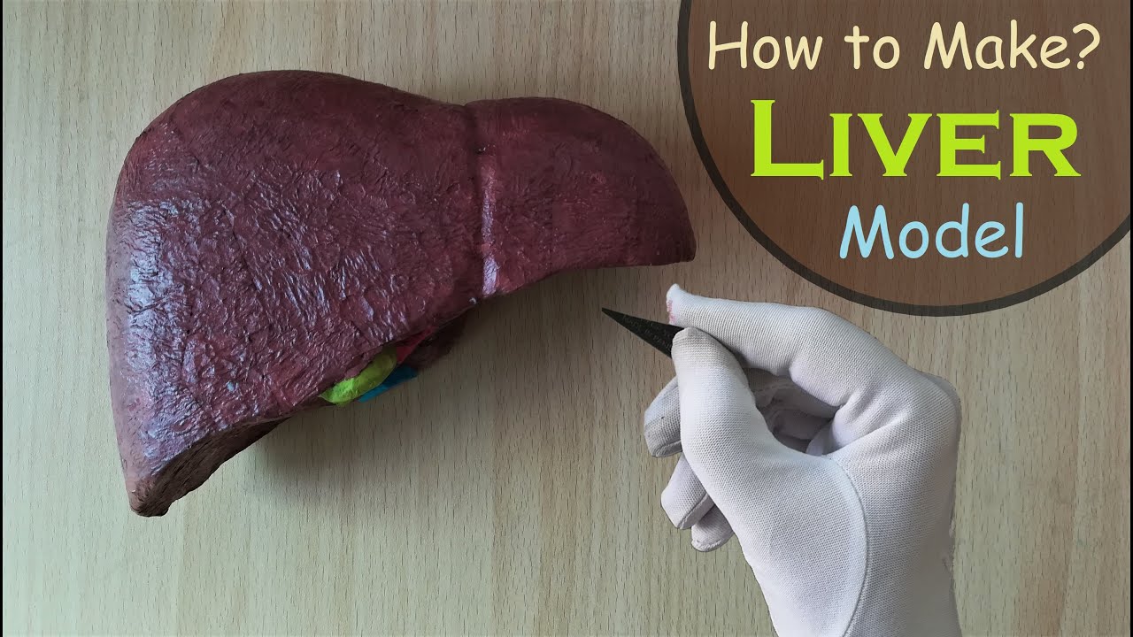 How to make Liver 3d Handmade Model | Holiday Homework