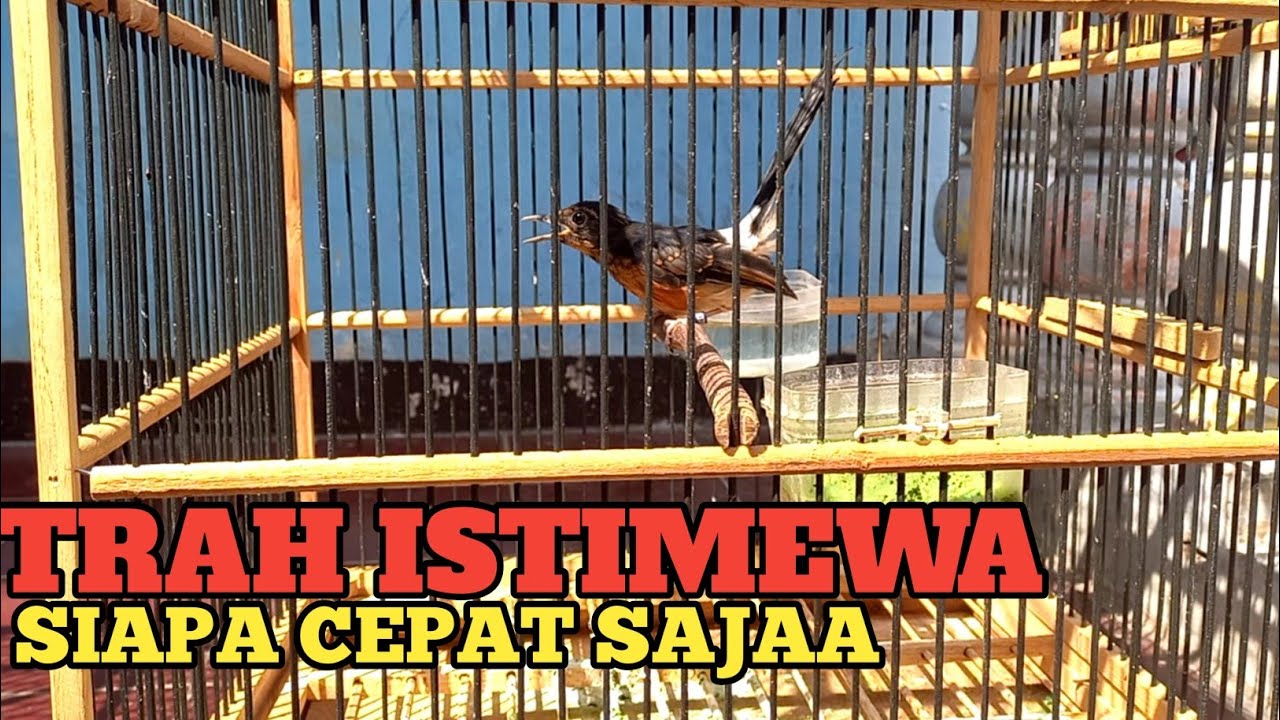 READY !!!! TRAH REGIONAL SADEWA DAN GLADIATOR